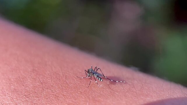 Extreme close-up of a mosquito, possibly Aedes Aegypti, landing or biting human skin, highlighting the danger of disease and pests.