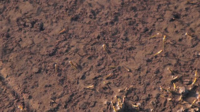 Close up of small aquatic plants growing in shallow brown mud