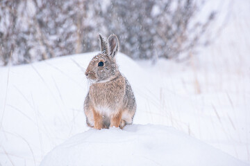 Obraz premium Snow Bunny