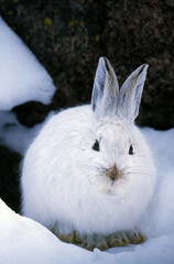 Snowshoe Hare