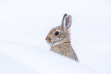 Bunny in the Snow