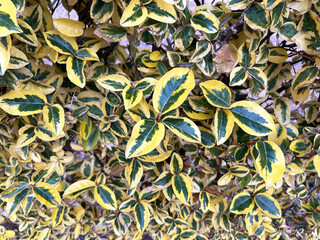 鮮やかなナワシログミ