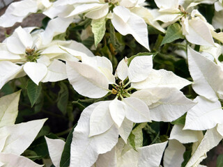 満開なポインセチア