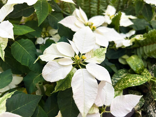 真っ白なポインセチア