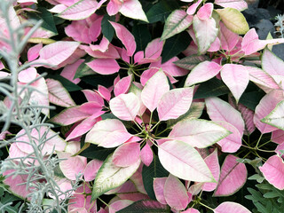 ピンク色のポインセチア