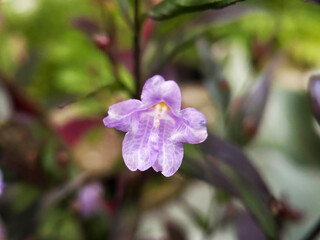ストロビランテスのアップ