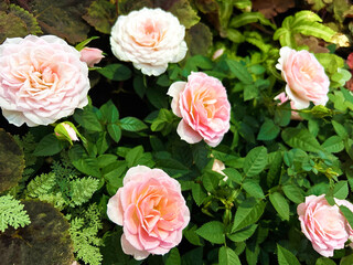 ピンク色のバラ