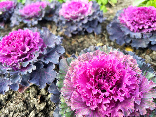 鮮やかなハボタン