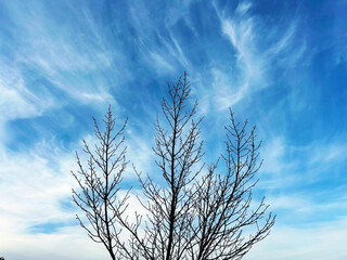 青空と枯れ木