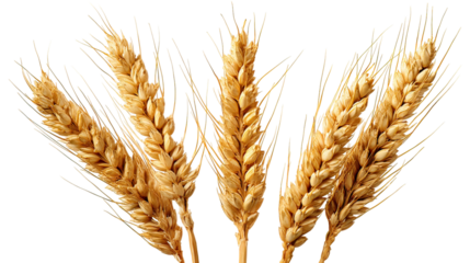 Three Wheat Plants Side by Side with Golden Heads and Grain Texture on Transparent Background