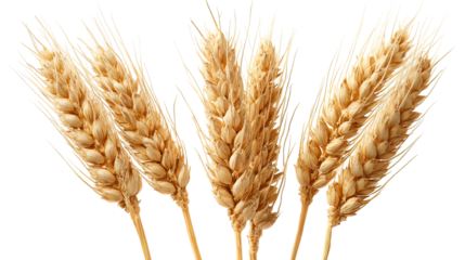Three Wheat Plants Side by Side with Golden Heads and Grain Texture on Transparent Background