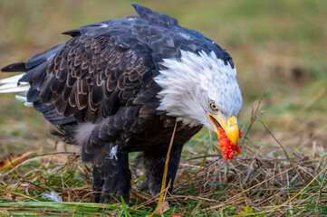 Bald eagle eating salmon eggs 