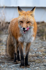 Red fox licking lips 