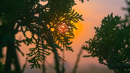 Rich Colorful Nature Background Vibrant Outdoor Scenery