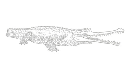 Naklejka premium Detailed line drawing of an alligator on white background