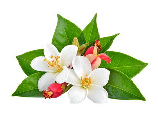 Fototapeta premium A small bouquet of white blossoms, red buds, and bright green leaves isolated on a stark black backdrop