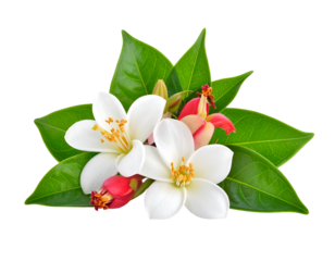 A small bouquet of white blossoms, red buds, and bright green leaves isolated on a stark black backdrop