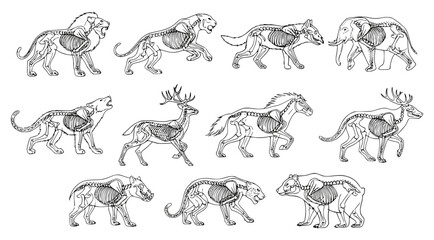 Obraz premium Detailed vector set of various wild animals (lion, elephant, bear, deer) showing skeletal structure and organs through an x-ray or anatomy view. Ideal for biology, zoology, and educational design.