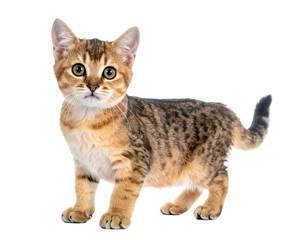Fototapeta premium A small kitten with tabby markings on its back and sides isolated on a black background, looking forward
