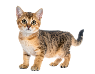 A small kitten with tabby markings on its back and sides isolated on a black background, looking forward