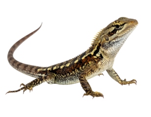 A small lizard with brown and tan patterned skin arches its back against a stark black background