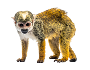 A small monkey with golden fur, white facial markings, and dark eyes, standing against a dark, isolated background