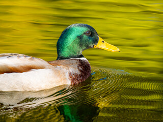 池を泳ぐマガモのオス