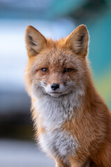 Red fox portrait 