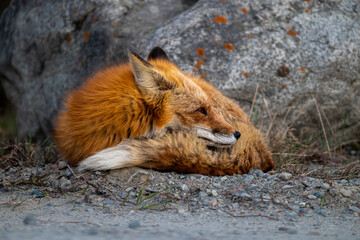 Red Fox curled up 