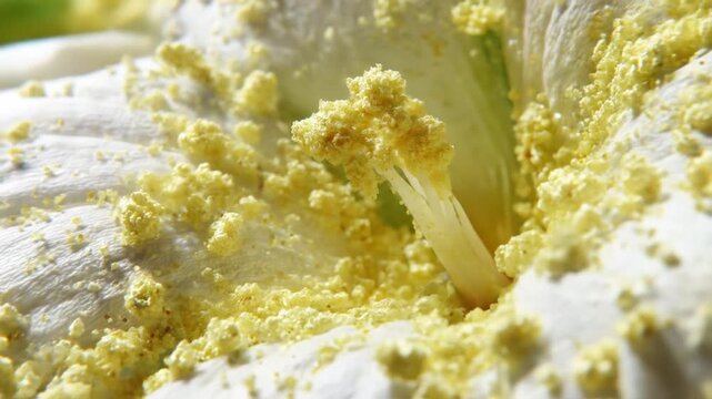 A macro shot featuring the center of a white flower, covered in bright yellow pollen