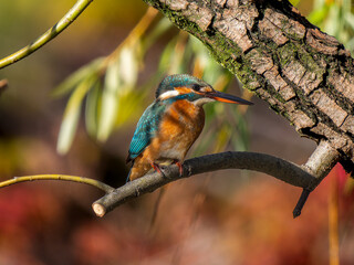 枝にとまるカワセミ