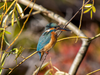 枝にとまるカワセミ