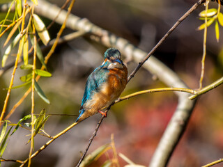 枝にとまるカワセミ