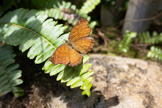 Oriental Leafwing Butterfly Perched on a Lush Green Fern Leaf