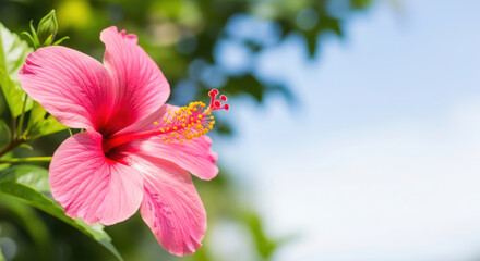Stunning tropical pink Hawaiian hibiscus flower in bloom, showcasing vibrant petals and intricate stamen, with ample copy space against a soft sky.
