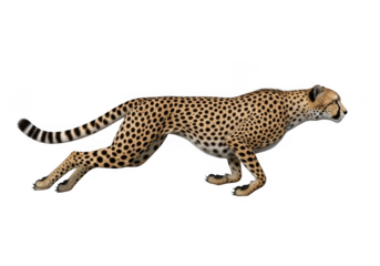 Realistic cheetah running isolated on transparent background for wildlife, nature and sports themes