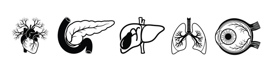 Line Art Anatomical Illustrations Heart, Intestines, Pancreas, Liver, Lungs, and Eye