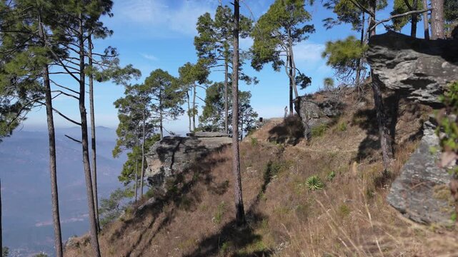 Scenic view of Pine forest on a steep rocky cliff edge in the Himalayas, sunny day in Kasardevi, Almora Uttarakhand India 4K