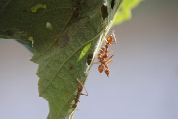 A colony of gnats on their nest made by grape leaf.