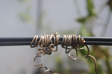 Brown color plant roots looks like coil wrapped around black wire in the garden.