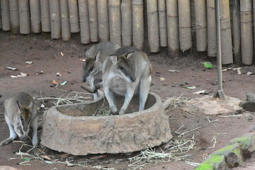 Wallabies are small-to-medium-sized marsupials, closely related to kangaroos, native to Australia and New Guinea. They are recognized by their powerful hind legs for hopping and a long