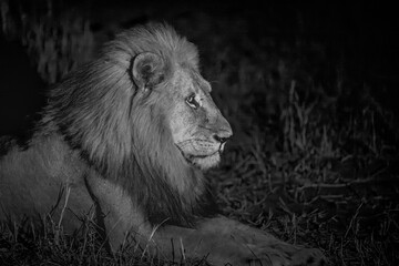 Profile of a Male lion