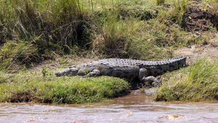 Nile crocodile sunning on the banks of the Mara River during the migration in the Maasai Mara National Park in East Africa Kenya KEN