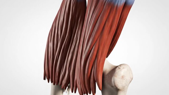 Detailed 3D Anatomy of Human Posterior Cruciate Ligament