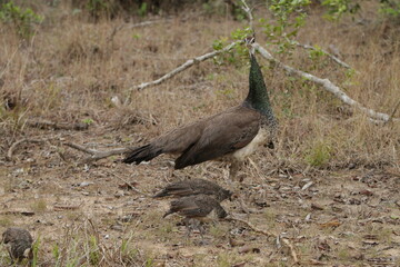 Naklejka premium Indian peafowl (Pavo cristatus), commonly known as a peacock, Sri Lanka.