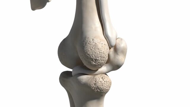 Detailed 3D Animation of Human Knee Joint Anatomy, Showing Tibial Tuberosity and Patella