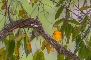 sulfur breasted bush shrike