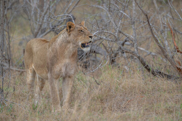 Lioness - always on alert