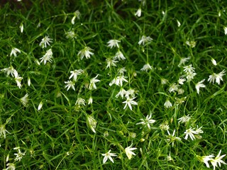 White flower of Mt.Kisokoma