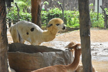 Fototapeta premium The Alpaca (Vicugna pacos) is a domesticated South American camelid, primarily valued for its soft, luxurious fiber. Smaller than llamas, they are social herd animals often raised in the Andes Mountai
